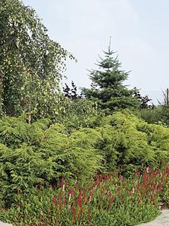 Juniperus x media 'Pfitzeriana Aurea' 