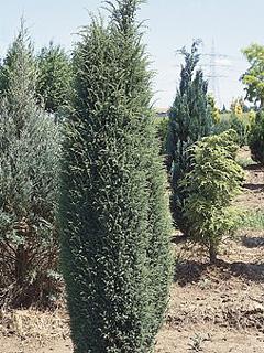 Juniperus communis 'Suecica' 