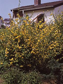Kerria japonica 'Pleniflora' 