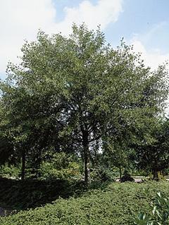 Quercus coccinea 