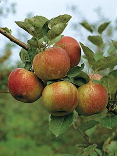 Jabłoń Roter Boskoop