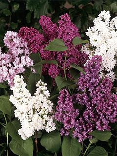 Syringa vulgaris Lilak zwyczajny