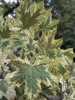 Acer platanoides 'Drummondii' 