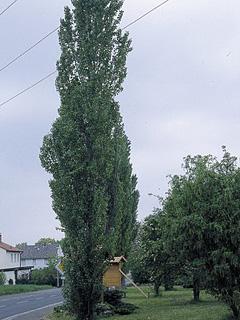 Populus nigra 'Italica' 
