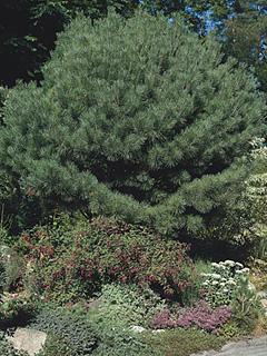 Pinus densiflora 'Umbraculifera' 