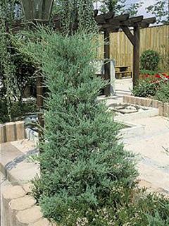 Juniperus virginiana 'Glauca' 