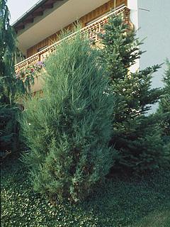 Juniperus virginiana 'Burkii' 