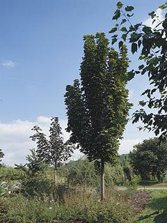 Acer platanoides 'Columnare' 