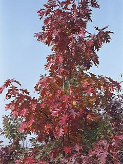Quercus rubra Dąb czerwony