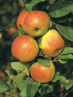 Jabłoń Alkmene