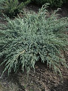 Juniperus squamata 'Blue Carpet' 