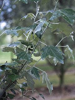 Populus alba 'Nivea' 