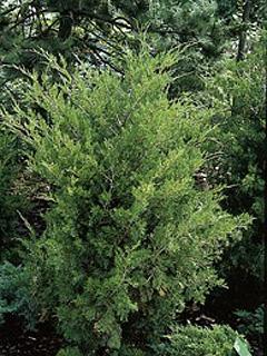 Juniperus virginiana 'Canaertii' 