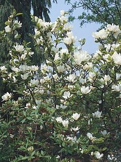 Magnolia loebneri 'Merrill' 