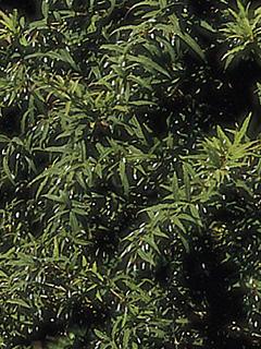 Berberis gagnepainii 'Lanceifonia' 