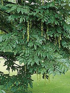 Pterocarya fraxinifolia Skrzydłorzech kaukaski