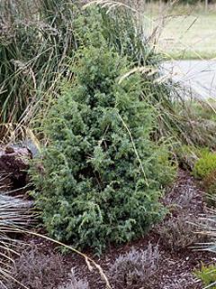 Juniperus communis 'Meyer' (=Meyers Wildform) 
