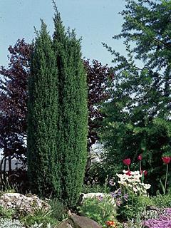 Juniperus chinensis 'Monarch' 