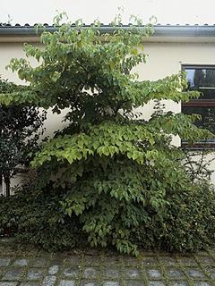 Cornus alternifolia Dereń naprzemianlistny
