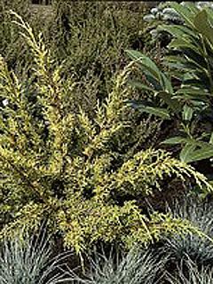 Juniperus x media 'Plumosa Aurea' 