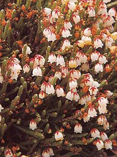 Cassiope ericoides 