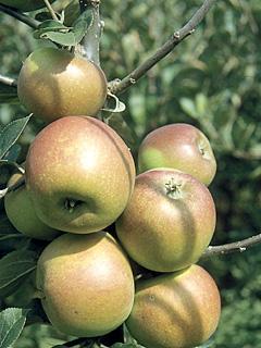 Jabłoń Goldparmane
