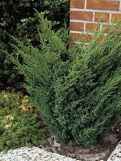 Juniperus chinensis ('Blaauw's Varietat') 
