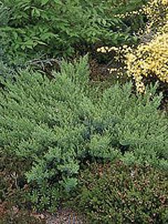 Juniperus sabina 'Tamariscifolia' Jałowiec tamaryszkowy