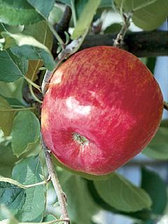 Jabłoń Piros