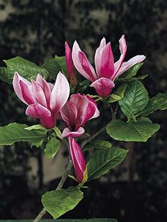 Magnolia liliiflora 'Nigra' 