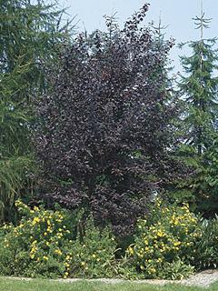 Prunus cerasifera 'Nigra' 