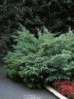 Juniperus virginiana 'Hetz' 